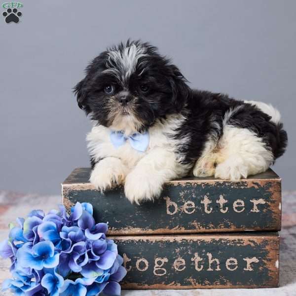 Benji, Shih Tzu Puppy